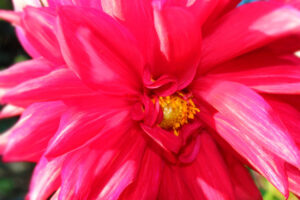 pink flower