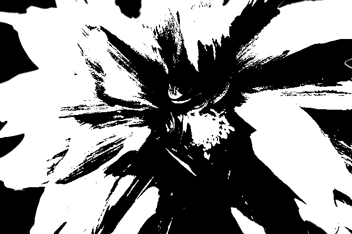 black and white flower